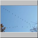 Grus grus - Kranich 01.jpg